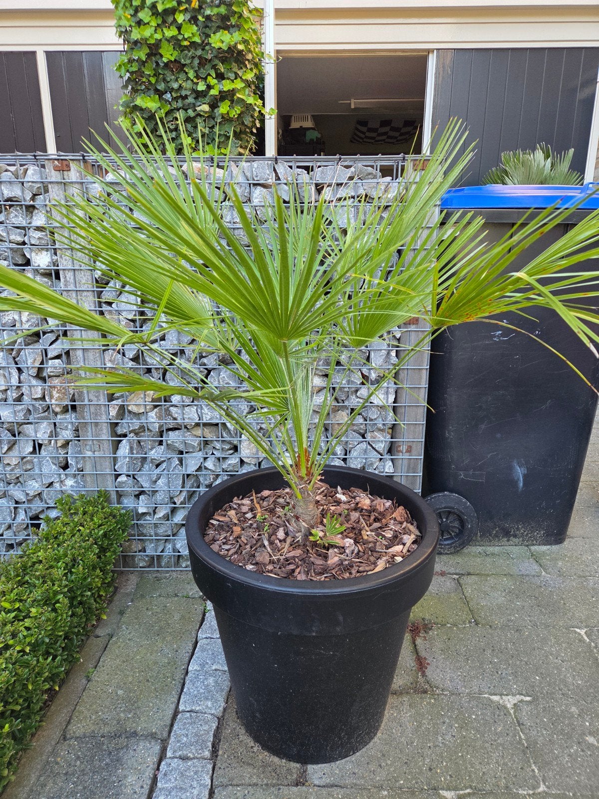 Mooie winterharde Europese dwergpalm inclusief pot, Volle zon, Vaste plant, Lente, Ophalen