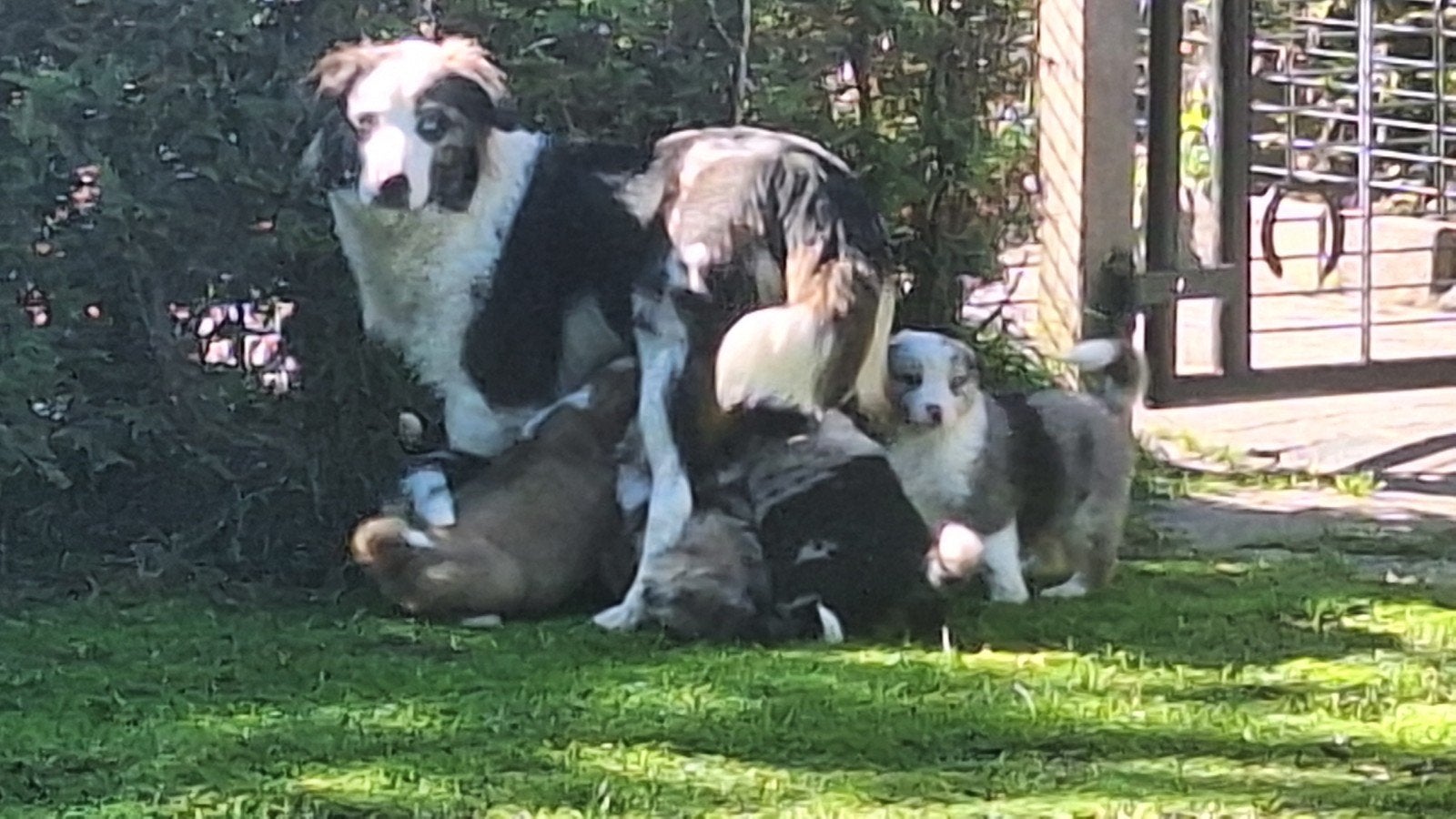 Australian Sheperd pups met 25 % berner sennen ., Nederland, Meerdere, Meerdere dieren, Fokker | Professioneel