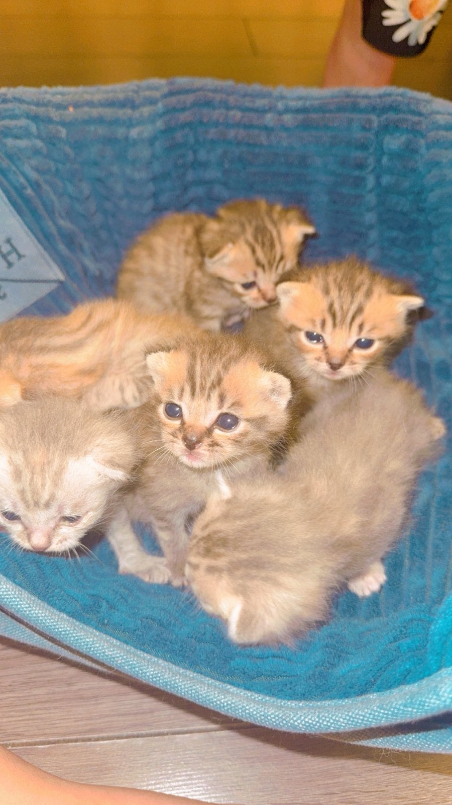 Mooie British Shorthair kittens, Meerdere dieren