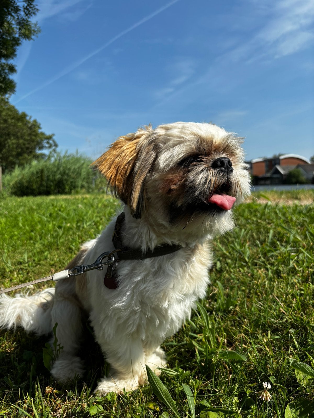 Shih Tzu dekreu aangeboden ( met ervaring), Reu, 1 tot 2 jaar, Eén hond, CDV (hondenziekte)