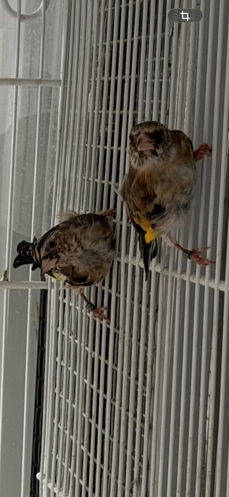 Parva Kleine Putters Distelvink Carduelis 2016, Meerdere dieren, Wildzangvogel, Geringd