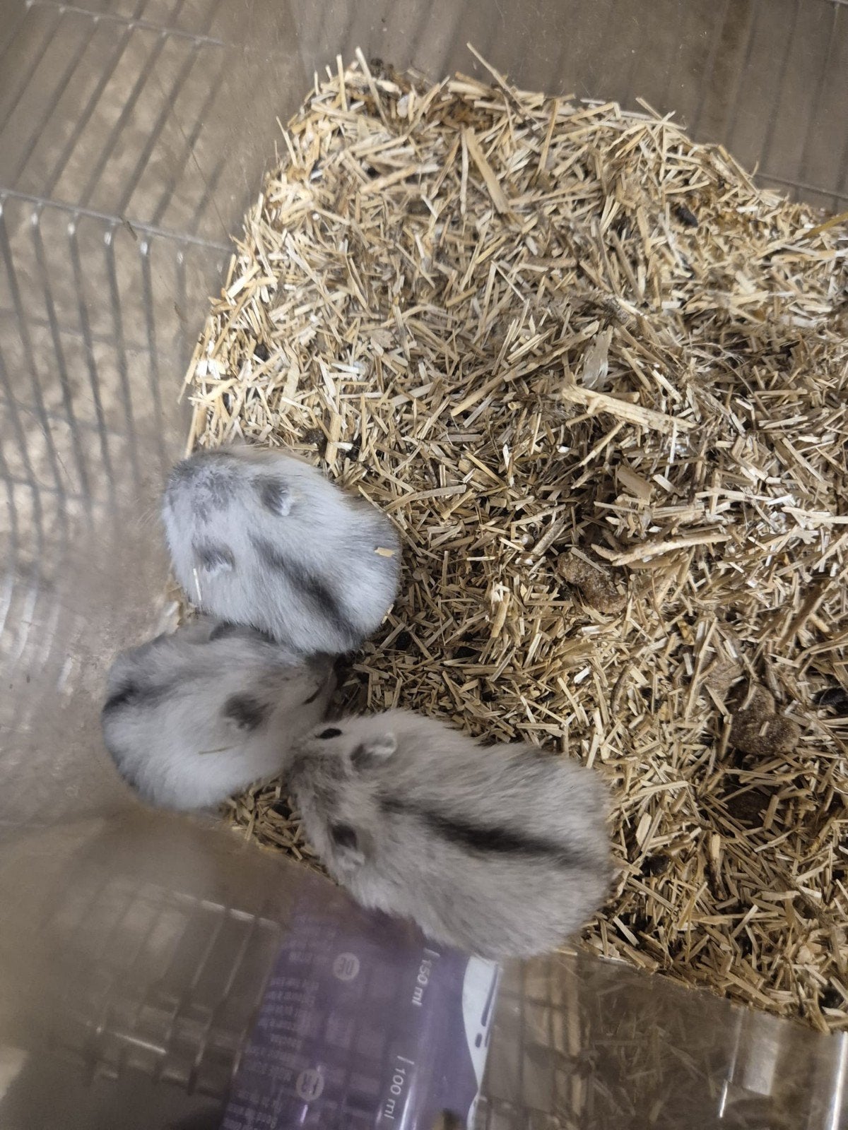 3 baby dwerghamsters, Dieren en Toebehoren, Hamster, Augustus, Meerdere dieren, Tam