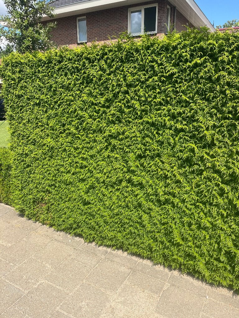 Haag Conifeer, Thuja 'Gelderland', NU GOED TE PLANTEN