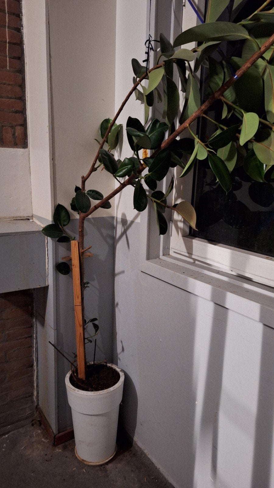 Ficus elastica plant met pot, Ophalen, Ficus, 100 tot 150 cm, Halfschaduw