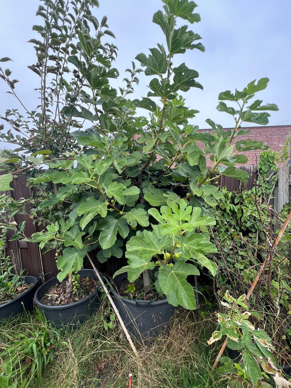 Vijgenboom in pot, Ophalen, Lente, Volle zon, In pot
