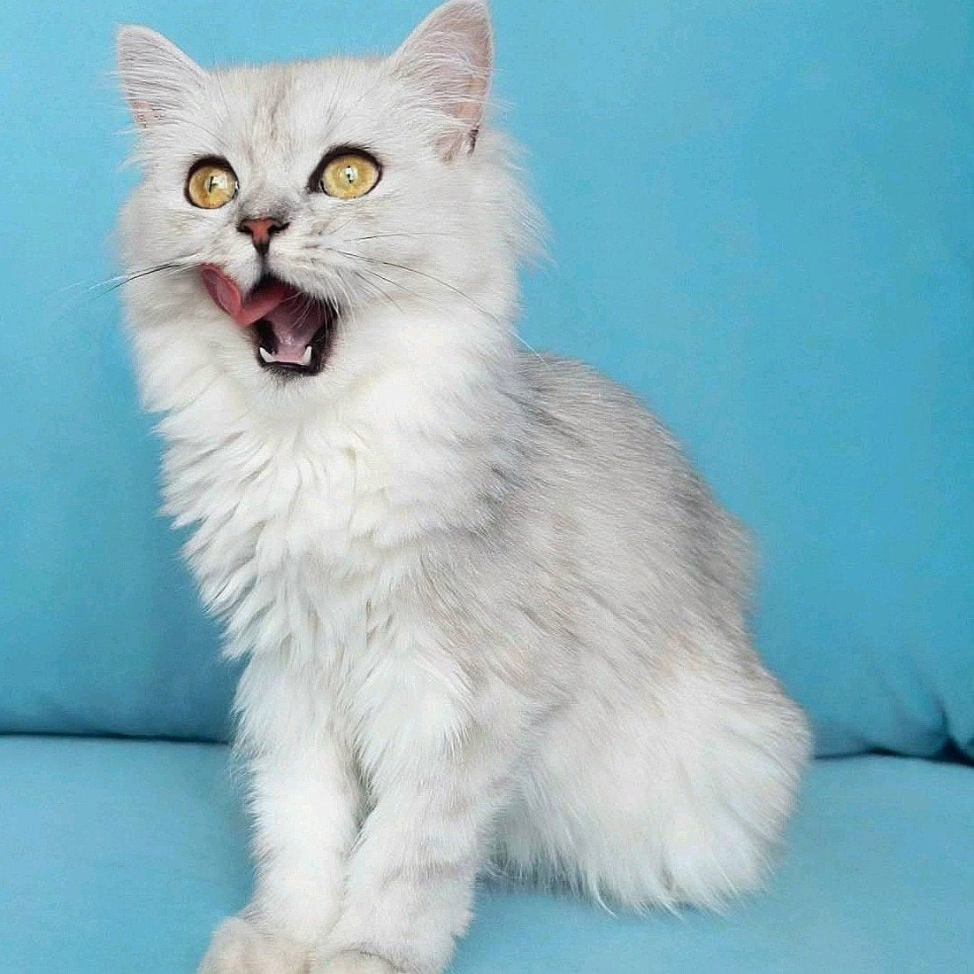 ragdoll mix Brits langhaar 6 maanden oud, Dieren en Toebehoren, Meerdere dieren, Ontwormd, 0 tot 2 jaar
