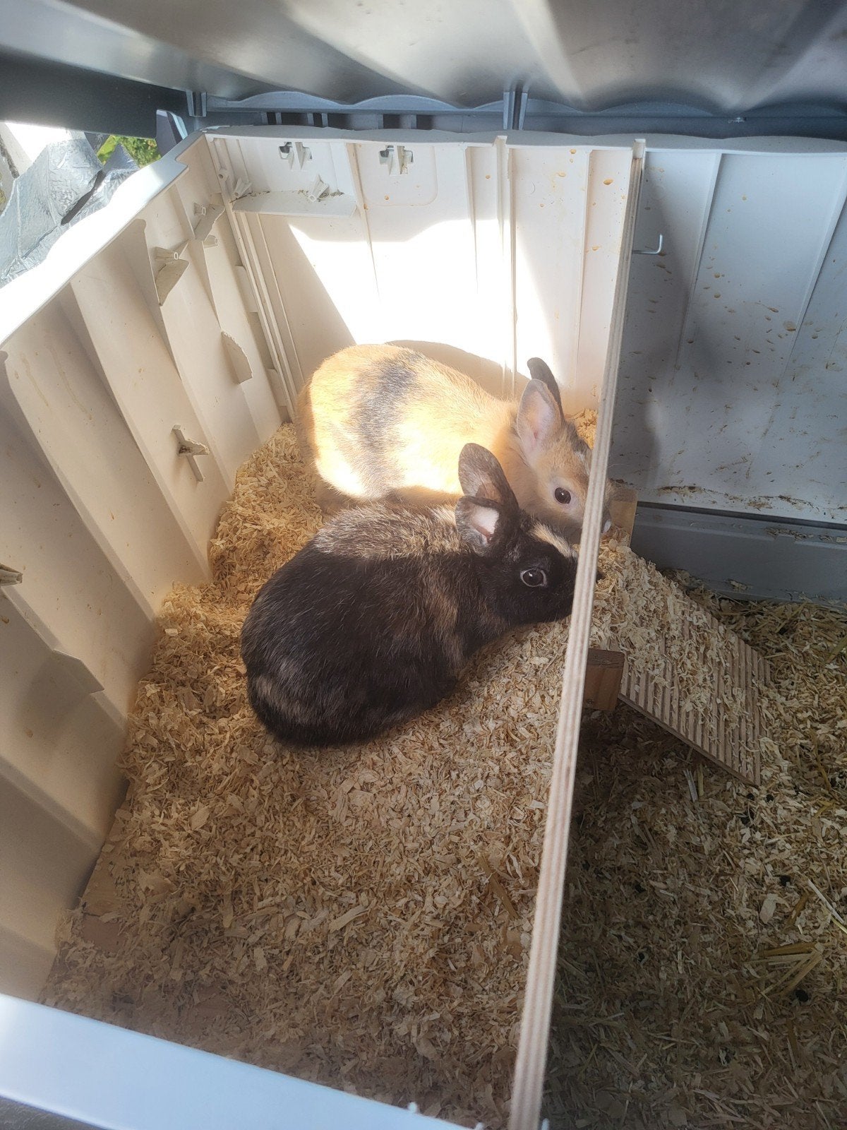 dwerg konijnen, Dieren en Toebehoren, Cavia, 110 cm of meer, Ophalen of Verzenden, Zo goed als nieuw