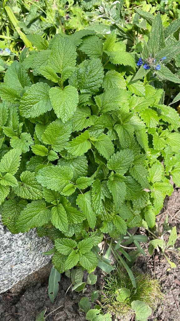Citroenmelisse biologisch, Tuin en Terras, Planten | Tuinplanten, Ophalen of Verzenden, Overige soorten, Volle zon