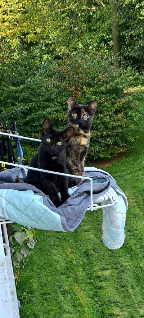 Lieve kitens.., Dieren en Toebehoren, Meerdere dieren, Kortharig, 0 tot 2 jaar