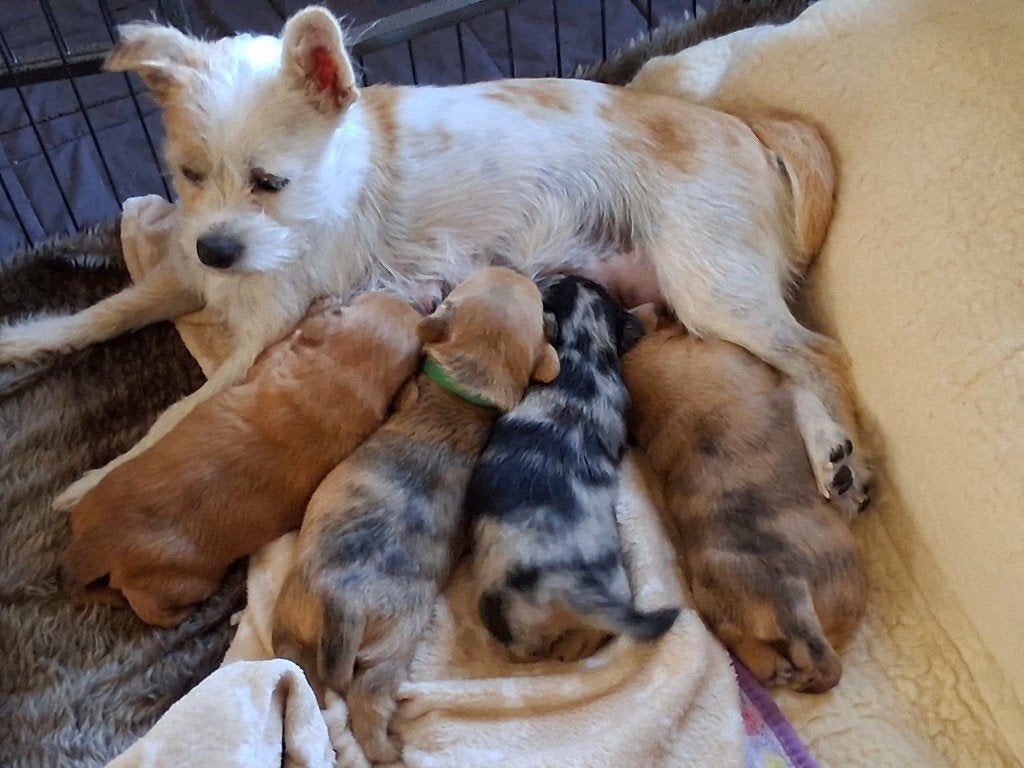 Onze Lola heeft  4  Kleine pups ++++ 2 GERESERVEERD, Reu, CDV (hondenziekte), 8 tot 15 weken, Meerdere