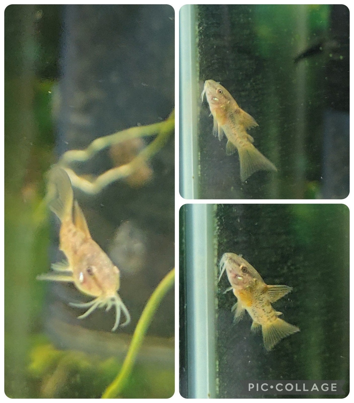 Jonge Corydoras Aeneus