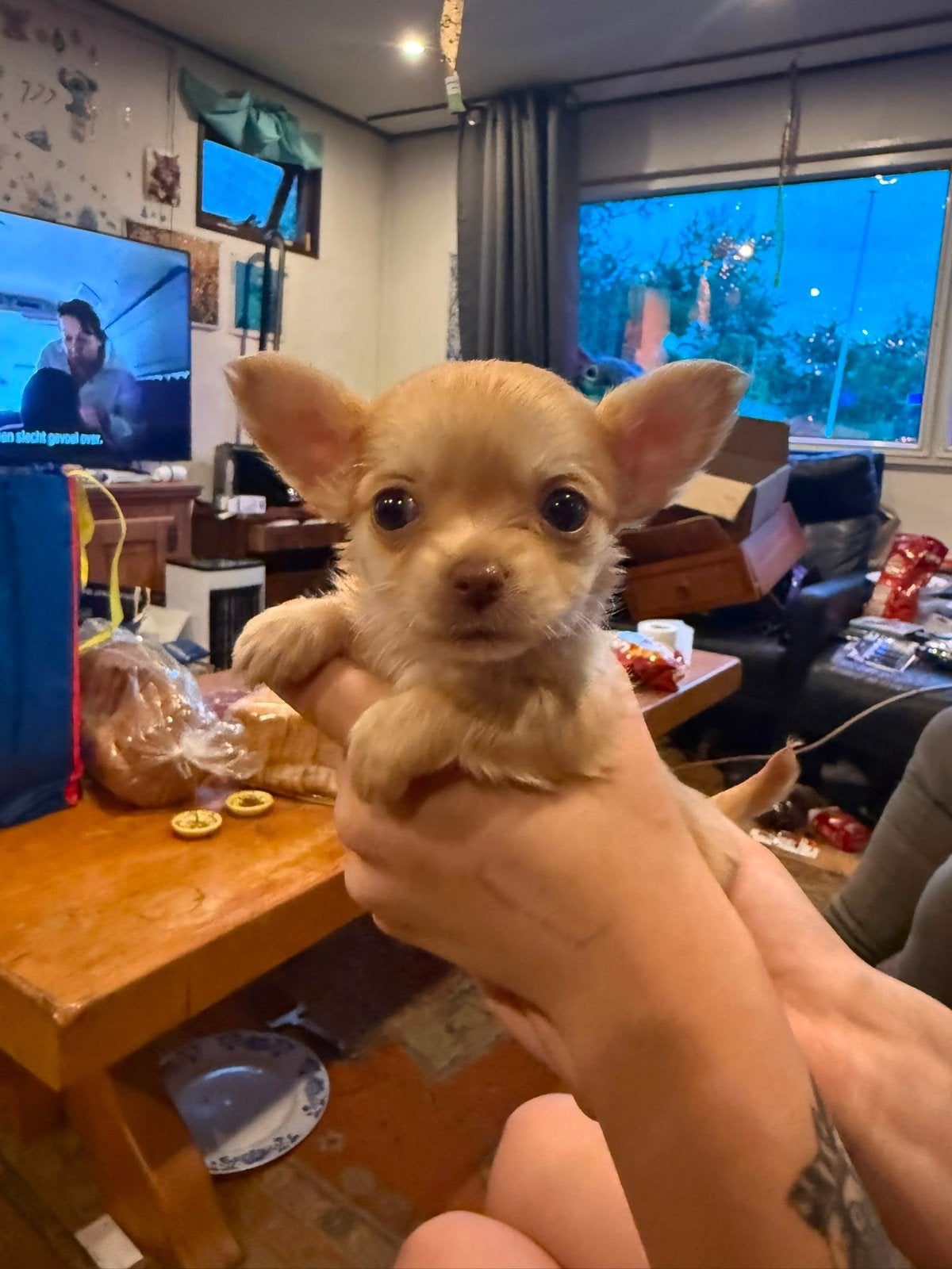 Chihuahua pups, Dieren en Toebehoren, Honden | Chihuahua's en Gezelschapshonden, 8 tot 15 weken, Parvo, Meerdere, Meerdere dieren