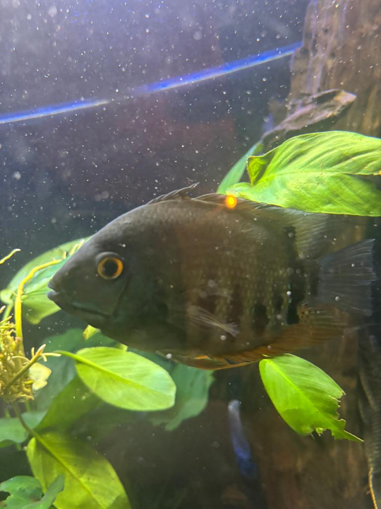 Heros severum rotkeil, Vis