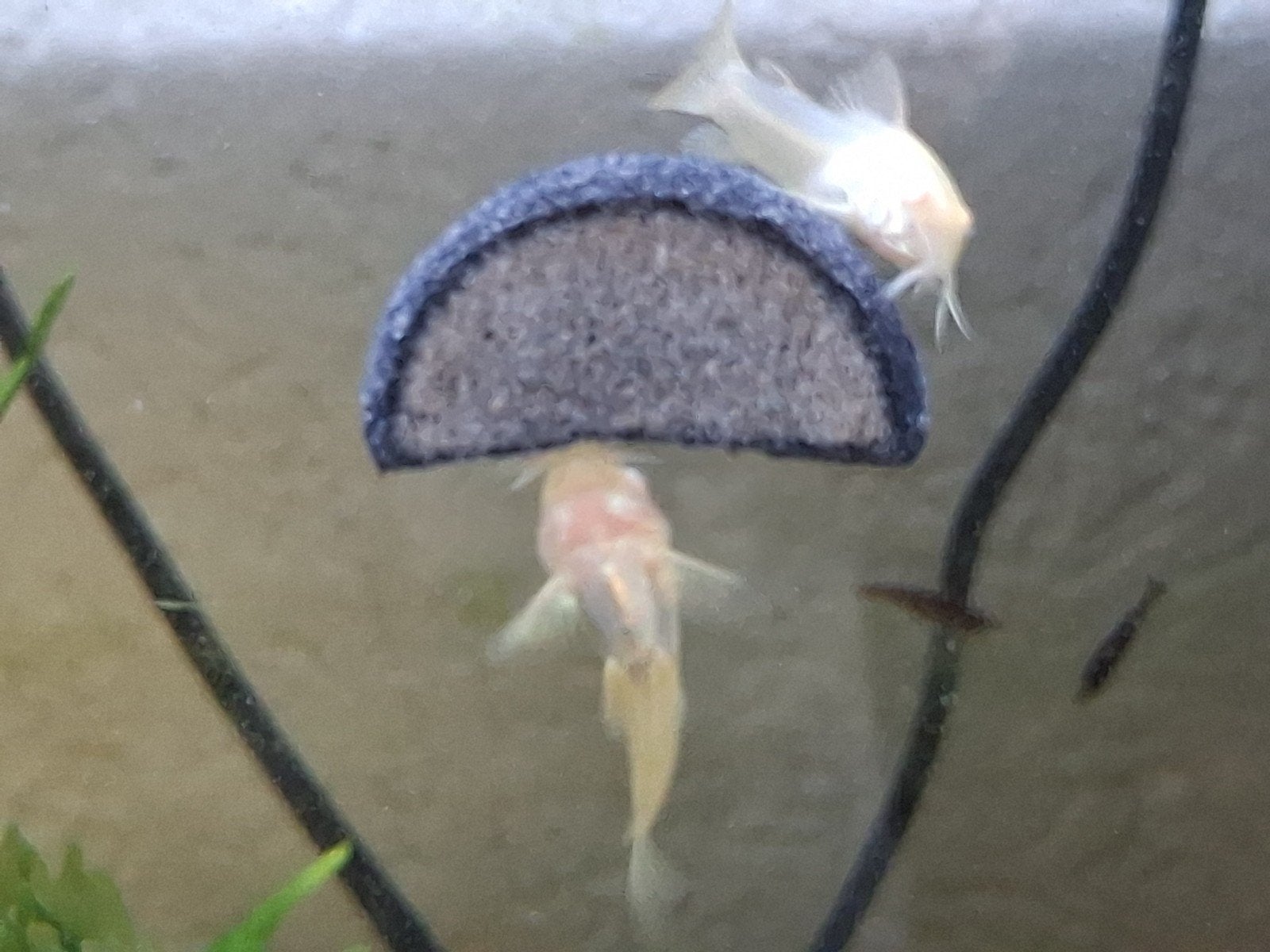 jonge corrydoras albino, Dieren en Toebehoren, Vissen | Aquariumvissen, Vis