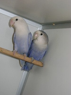 Gezocht man blauwe agapornis roseicollis., Mannelijk, Dwergpapegaai of Agapornis
