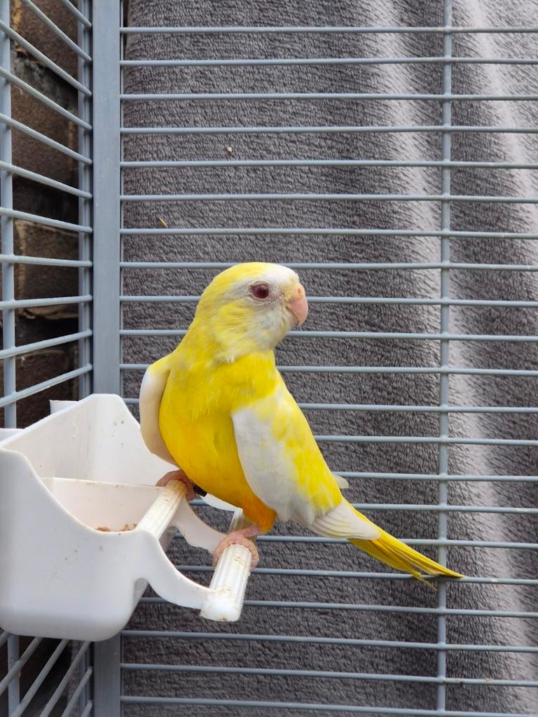 Splendid Pop Lutino - roodbuik, Dieren en Toebehoren, Vrouwelijk, Parkiet, Geringd