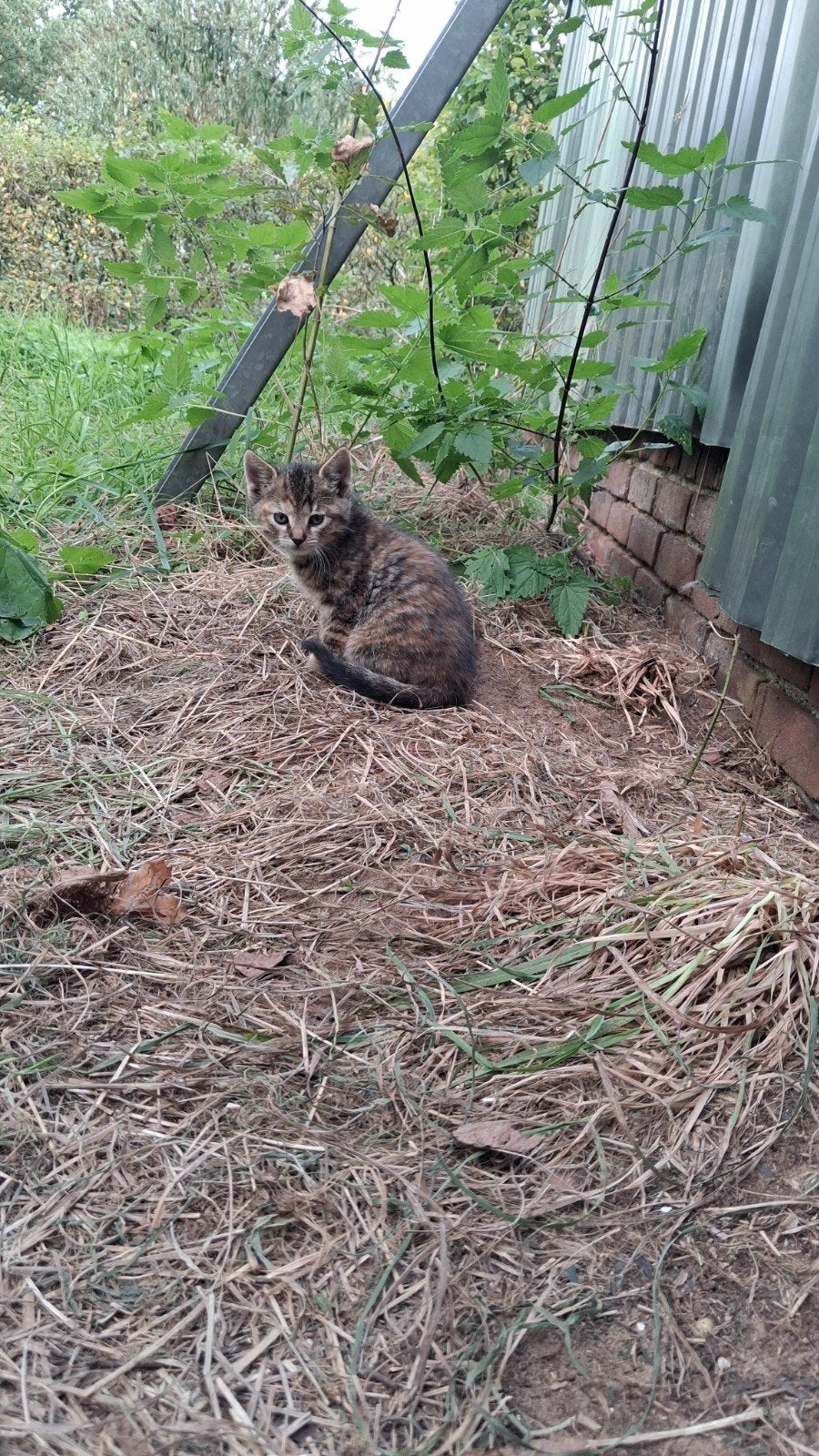 schattige boerderijkittens, Meerdere dieren, Kortharig, 0 tot 2 jaar