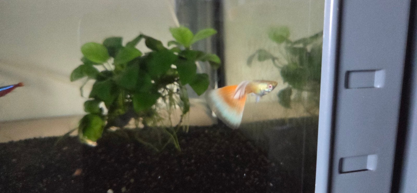 Multicolor guppen, Dieren en Toebehoren, Zoetwatervis