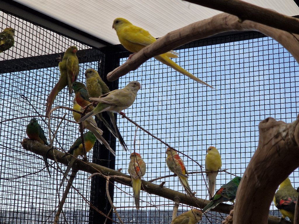 Mooie roodrugparkieten | Diverse kleurslag | Passend advies, Geslacht onbekend, Overige soorten