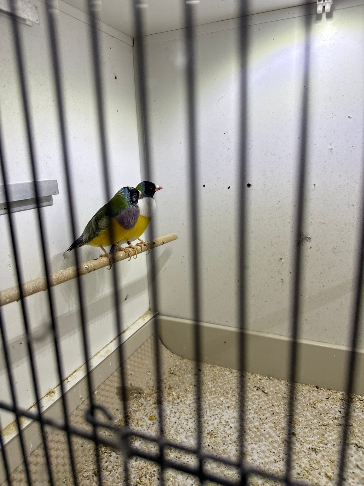 Gouldamadine koppel, Meerdere dieren, Tropenvogel, Geringd