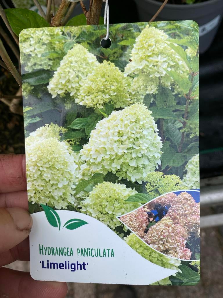 Limelight Hortensia - Sterke en bloeiende plant, Volle zon, Vaste plant, Zomer, Ophalen
