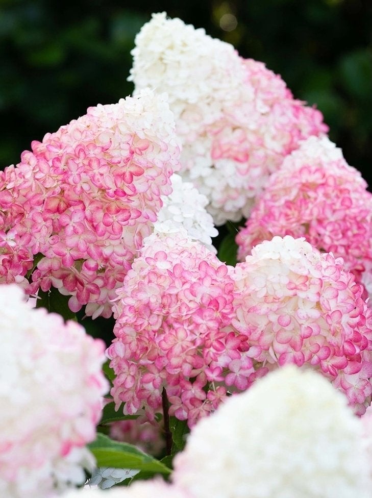 Hydrangea pan pink & rose, Vaste plant, Halfschaduw, Zomer, Ophalen