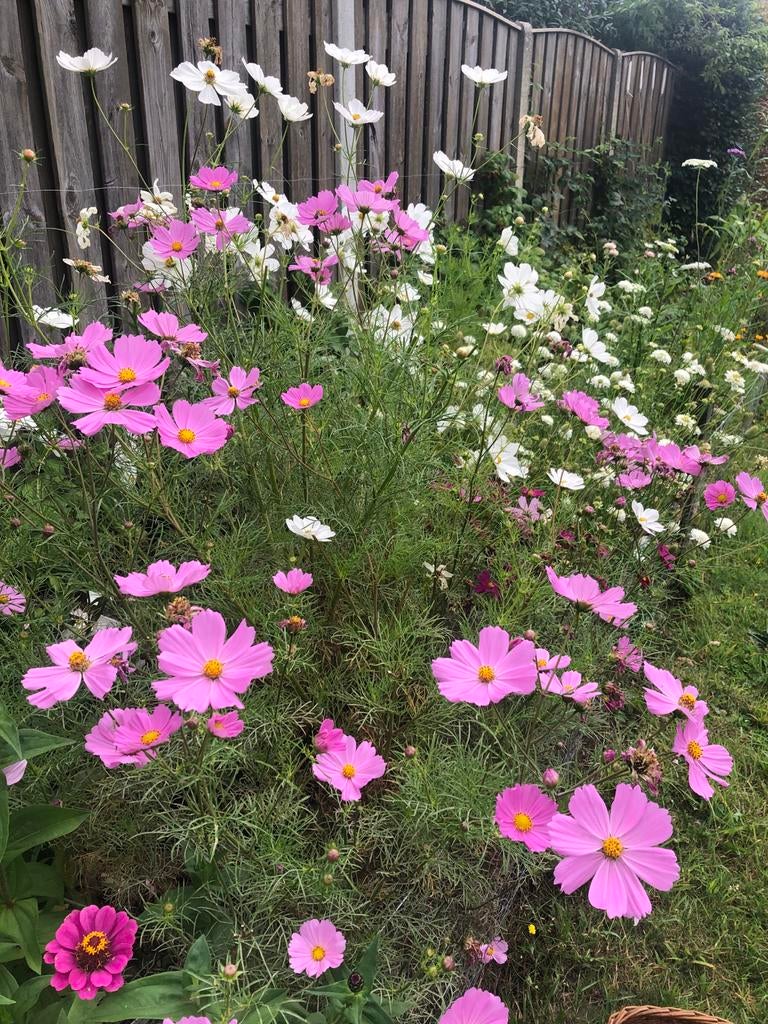 Cosmea (Cosmos bipinnatus) - Witte en Roze Variëteiten, Tuin en Terras, Ophalen of Verzenden, Volle zon