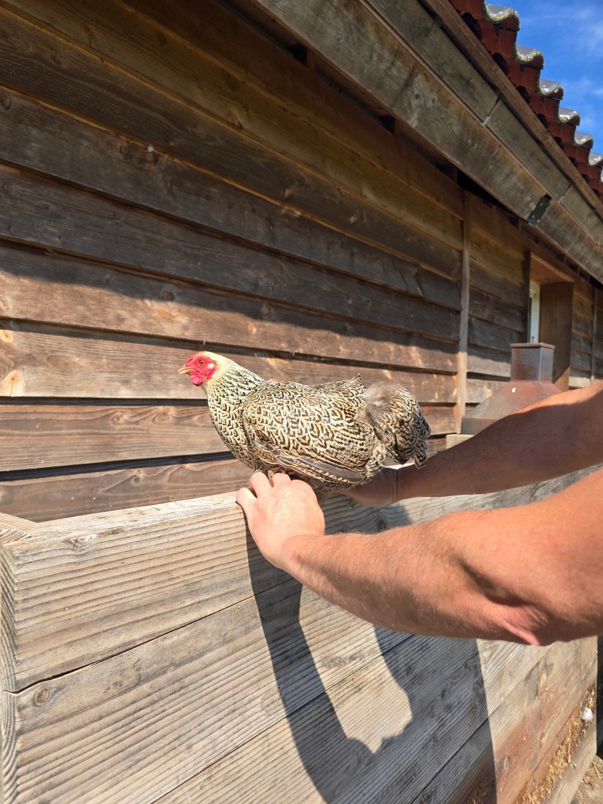 Hen, patrijs kleur., Vrouwelijk, Kip
