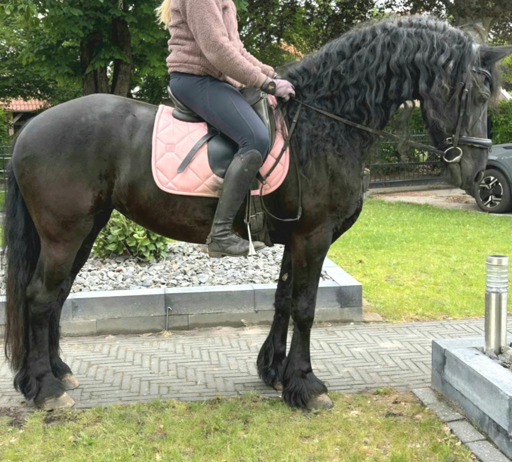 Brave bijna 17 jr Friese merrie1,60m(recreatie-manege), Dieren en Toebehoren, Paarden, Merrie, 160 tot 165 cm, 11 jaar of ouder