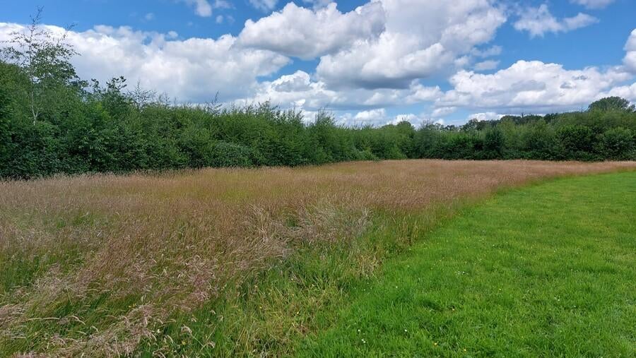 Gezocht hooiland weiland grasweide weide