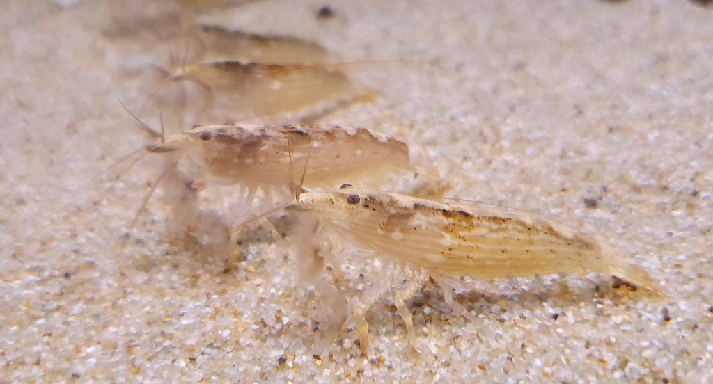Aquariumvis, Dieren en Toebehoren, Vis, Zoetwatervis