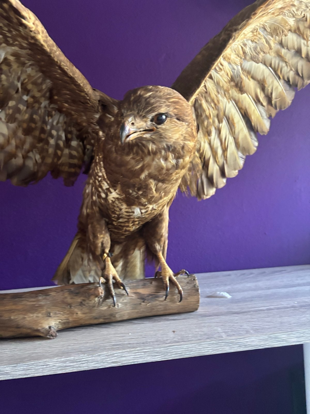 Opgezette Buizerd, Ophalen of Verzenden, Zo goed als nieuw