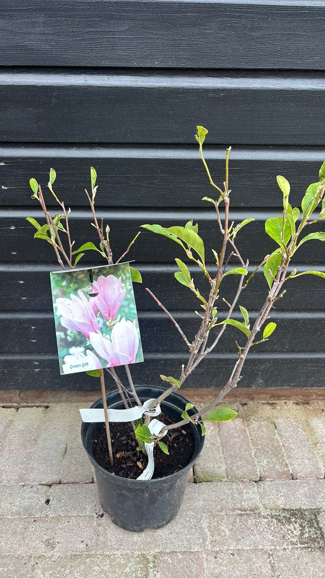 Magnolia, Tuin en Terras, Ophalen, Overige soorten, Volle zon