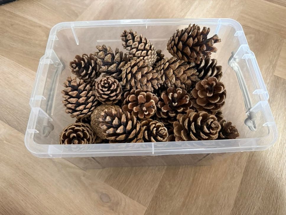 Decoratie dennenappels ca 40 stuks (NIEUW), Ophalen of Verzenden, Nieuw, Bruin, Natuurlijk materiaal