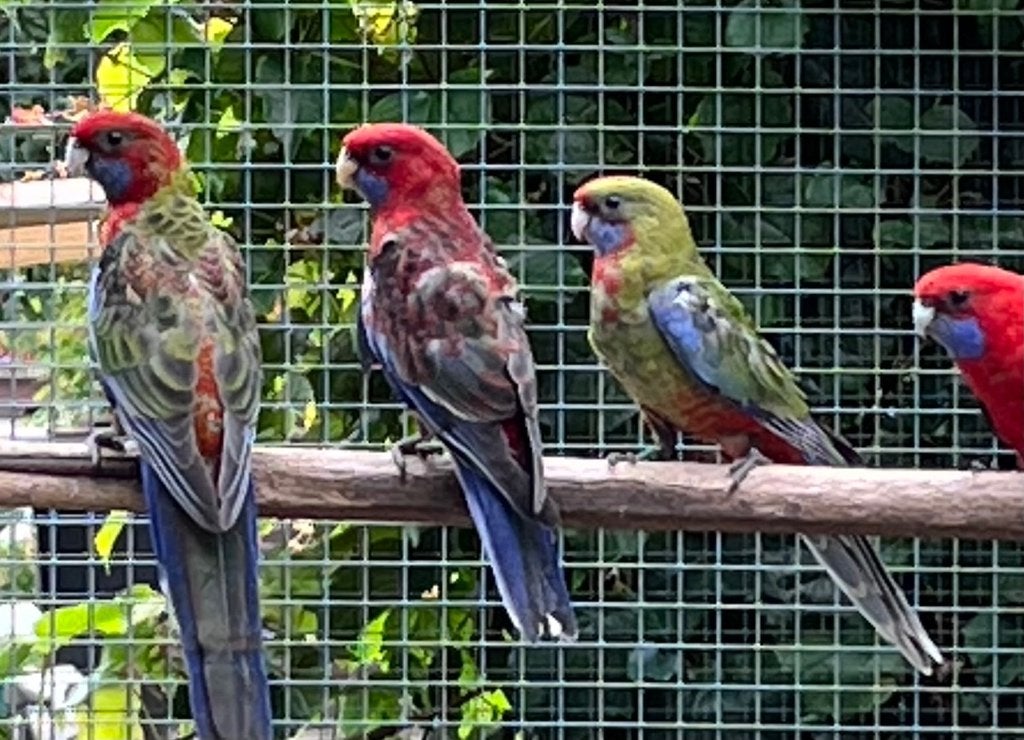 Te koop: Penant rosella, Dieren en Toebehoren, Vogels | Parkieten en Papegaaien, Geslacht onbekend, Parkiet, Geringd
