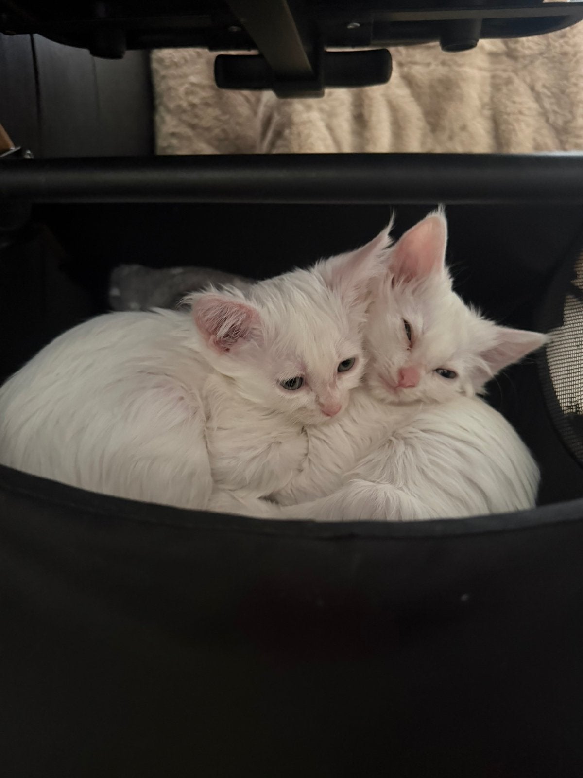 Prachtige Maine Coon kittens (1 OVER ), Meerdere dieren