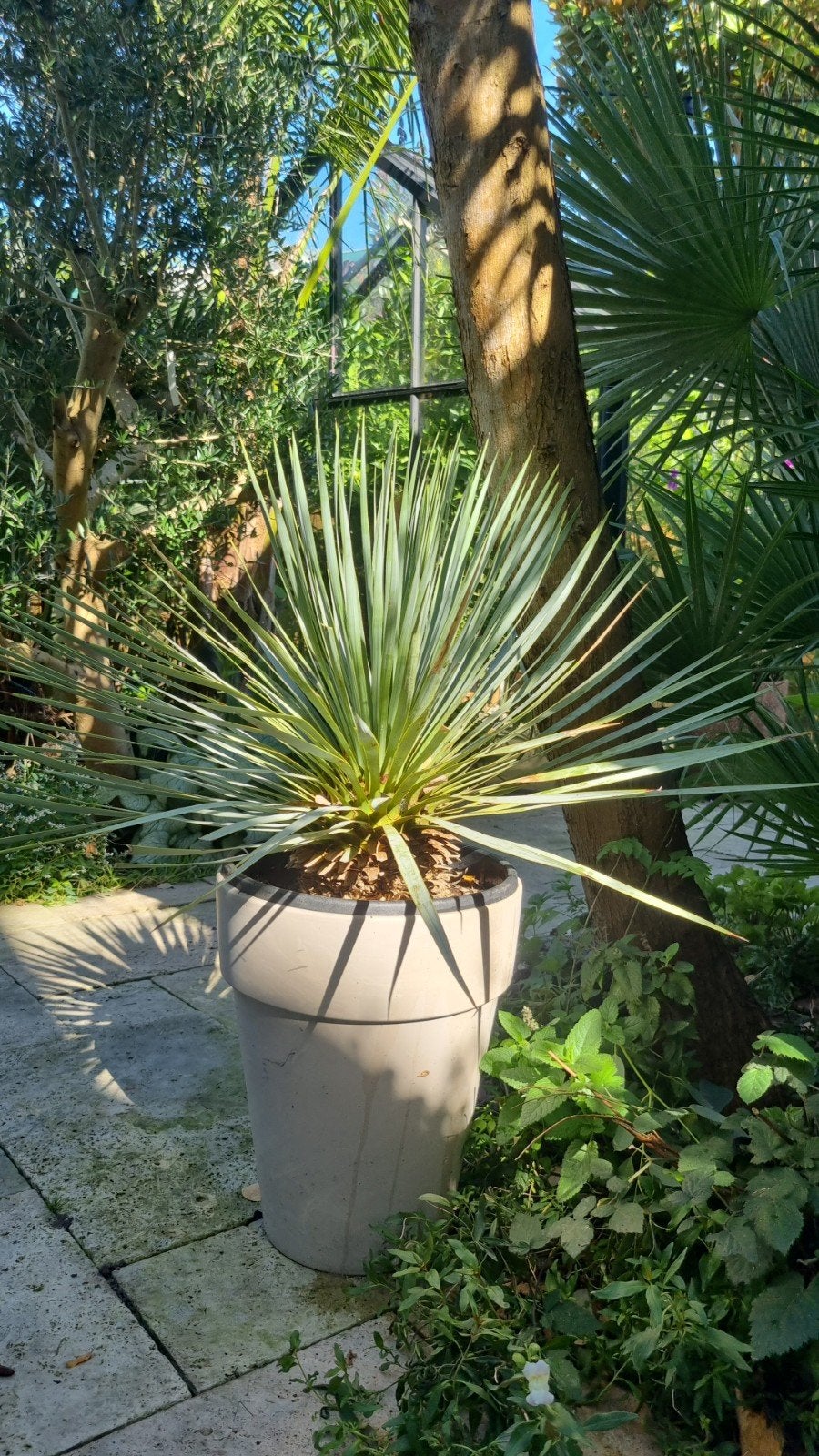 Yucca rostrata - evt. icm andere planten, Tuin en Terras, Volle zon, 100 tot 250 cm, Zomer, Overige soorten