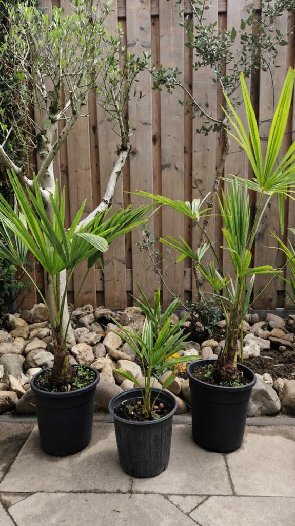 Palmbomen 5 jarige NL gekweekt Trachycarpus 2 voor 25€, Ophalen of Verzenden, Vaste plant, Overige soorten, Halfschaduw