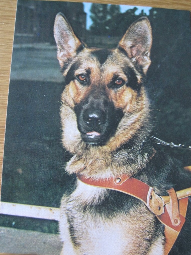 Duitse herder op ansichtkaart, Ophalen of Verzenden, 1980 tot heden, Gelopen, Hond of Kat