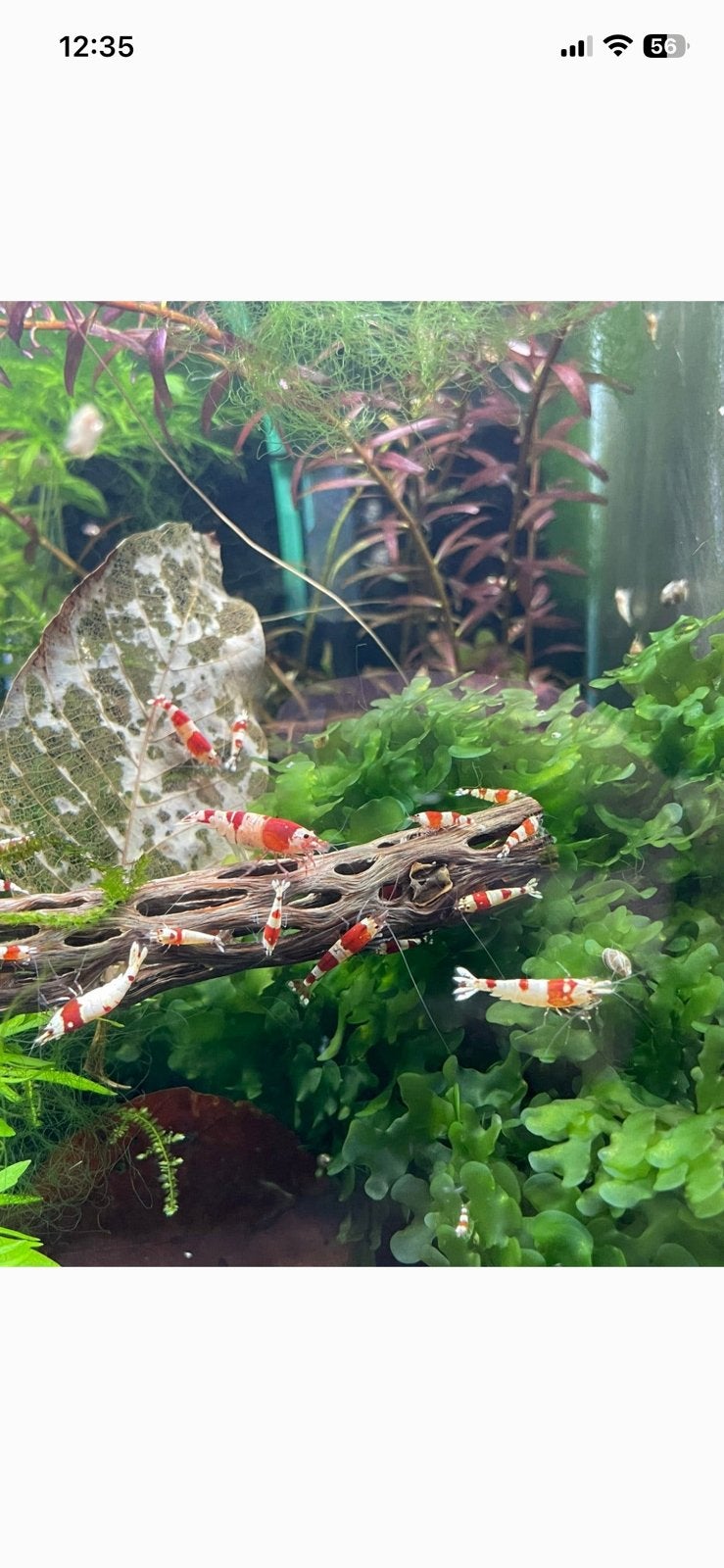 Super mooie crystal red garnalen, Slang, 0 tot 2 jaar