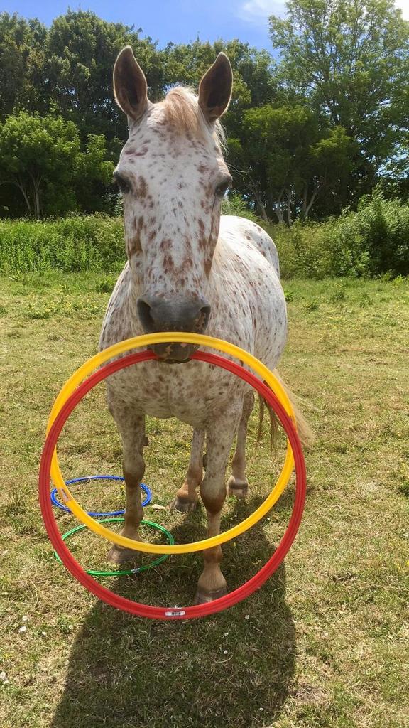 Weidengang aangeboden, Dieren en Toebehoren, Stalling en Weidegang, Weidegang
