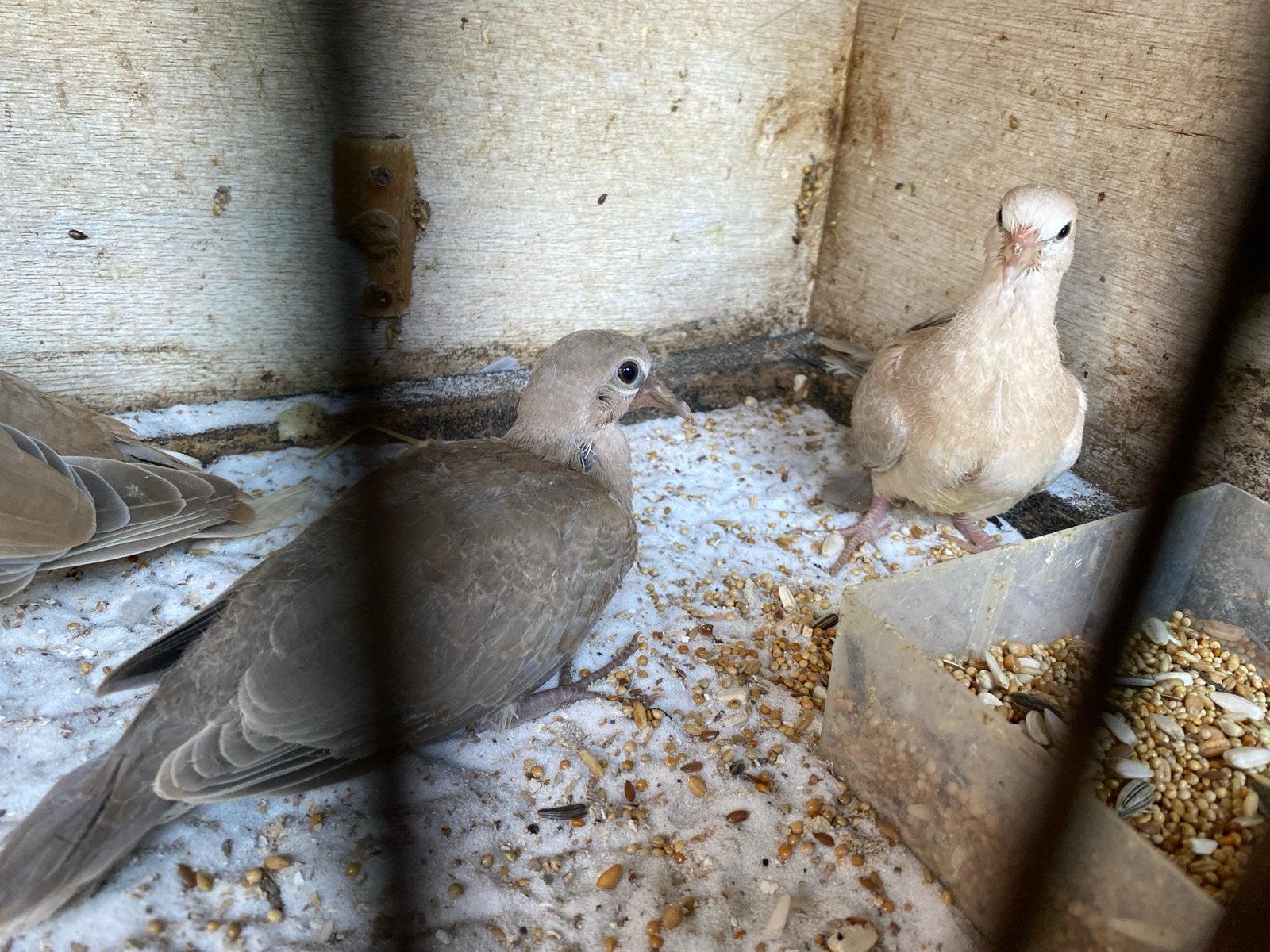 Jonge tortels nest maatjes, Meerdere dieren