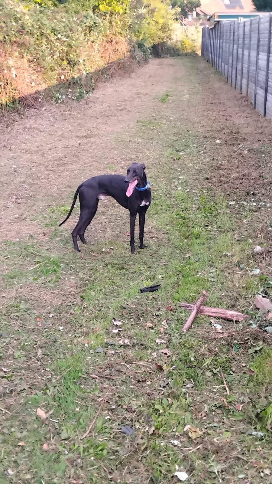 raszuiver whipetpups verwacht, 8 tot 15 weken, Meerdere, Meerdere dieren, Nederland