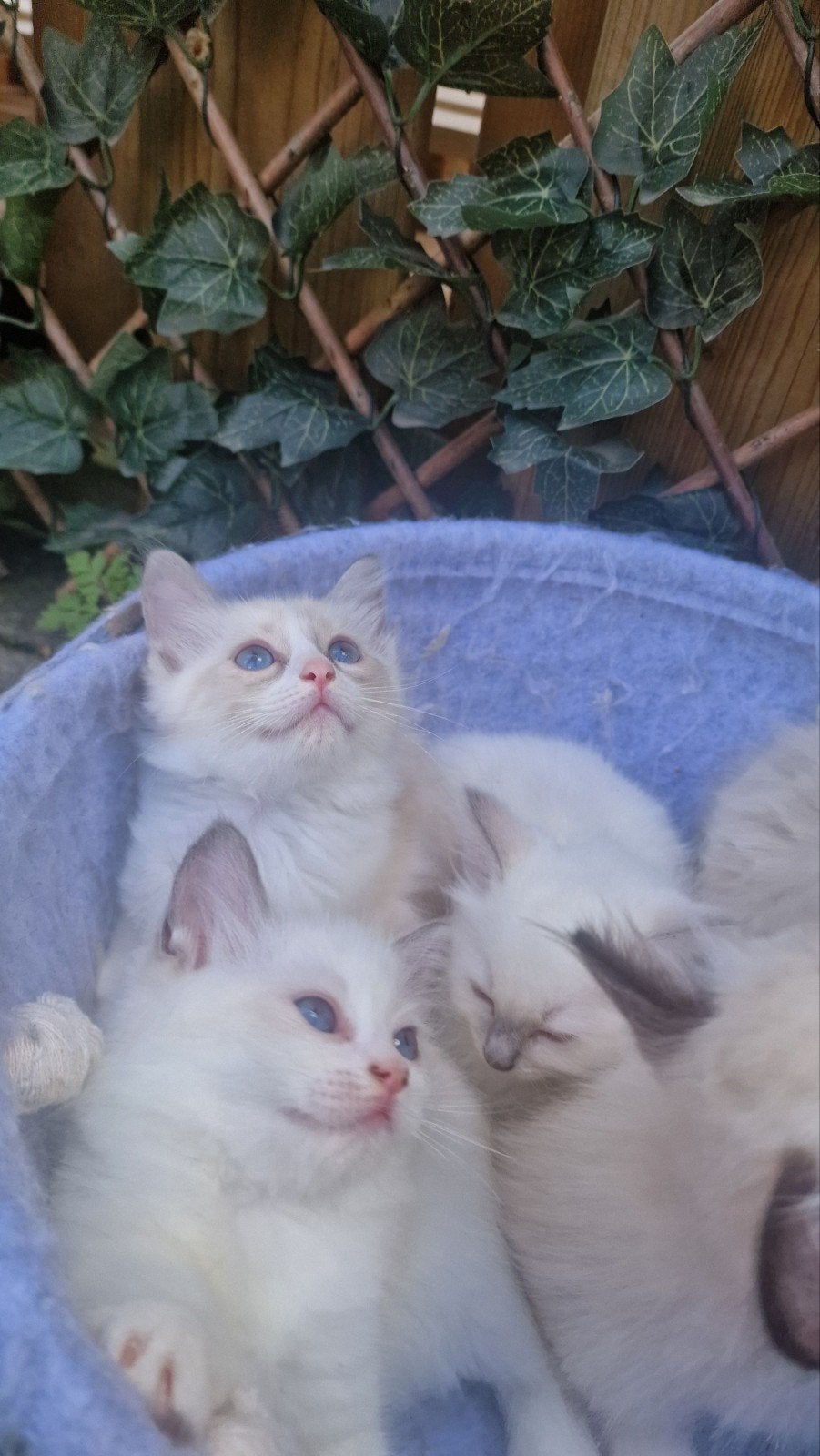 Ragdoll kittens, Meerdere dieren