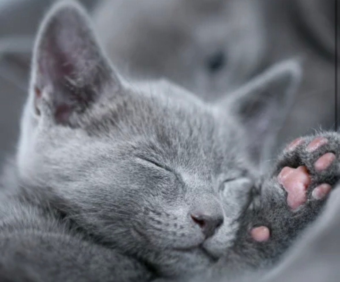 Gezocht vanaf de herfstvakantie kitten blauwe rus, Dieren en Toebehoren, Katten en Kittens | Raskatten | Korthaar, Poes