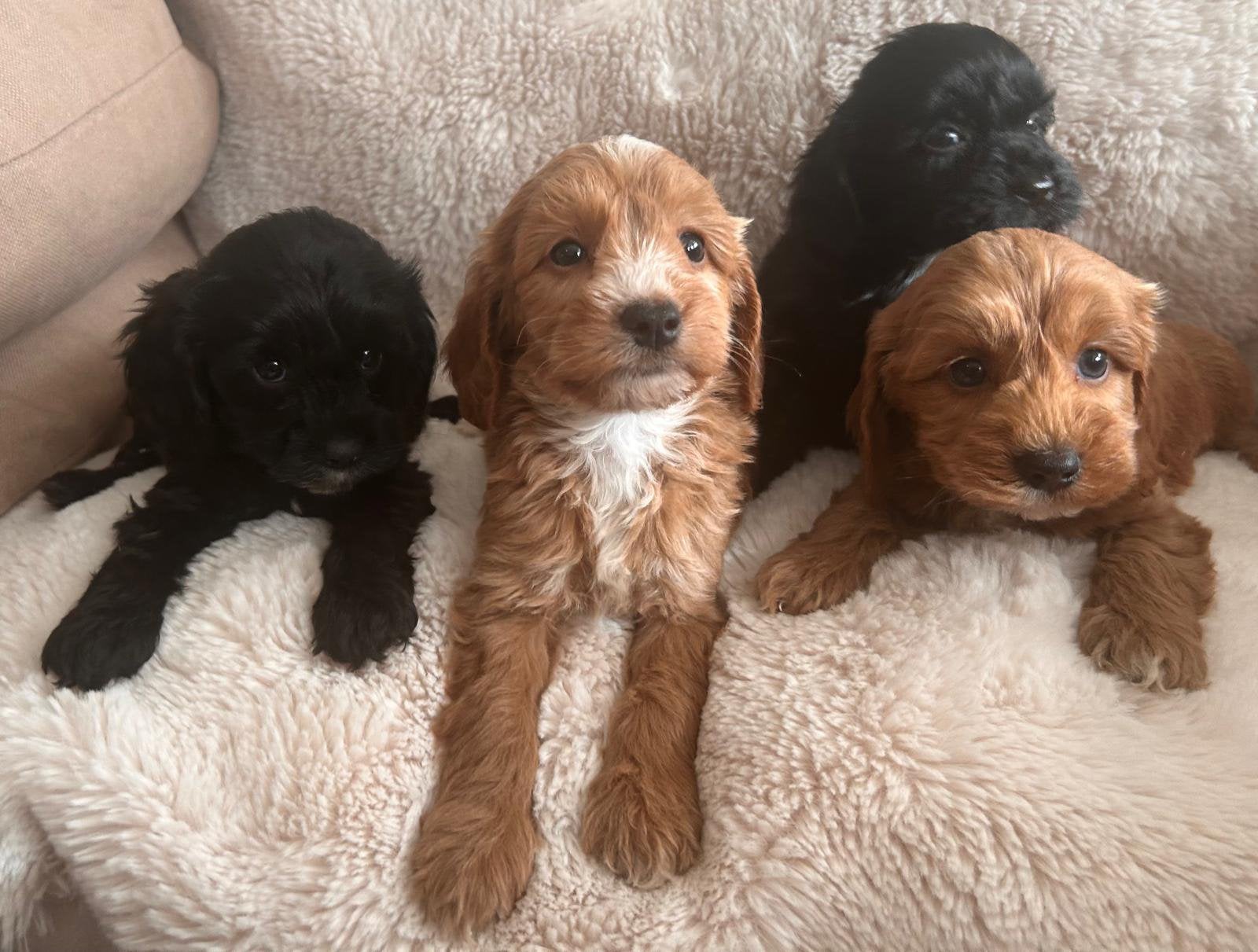 Cavapoo kruising toy poedel cavalier, Dieren en Toebehoren, Honden | Chihuahua's en Gezelschapshonden, Poedel, Parvo, 8 tot 15 weken