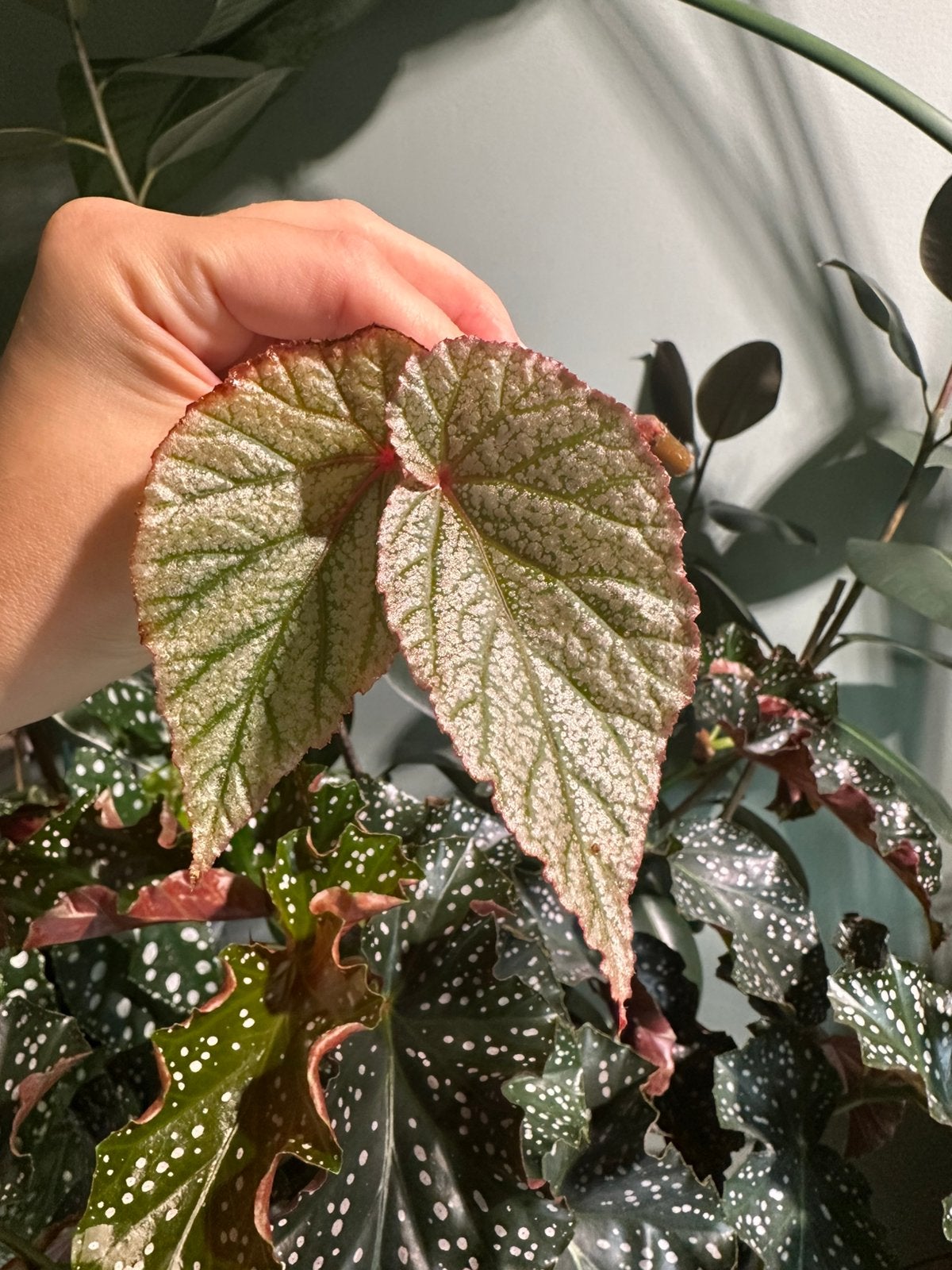 Begonia don miller stek 1, Ophalen of Verzenden, Halfschaduw, Minder dan 100 cm