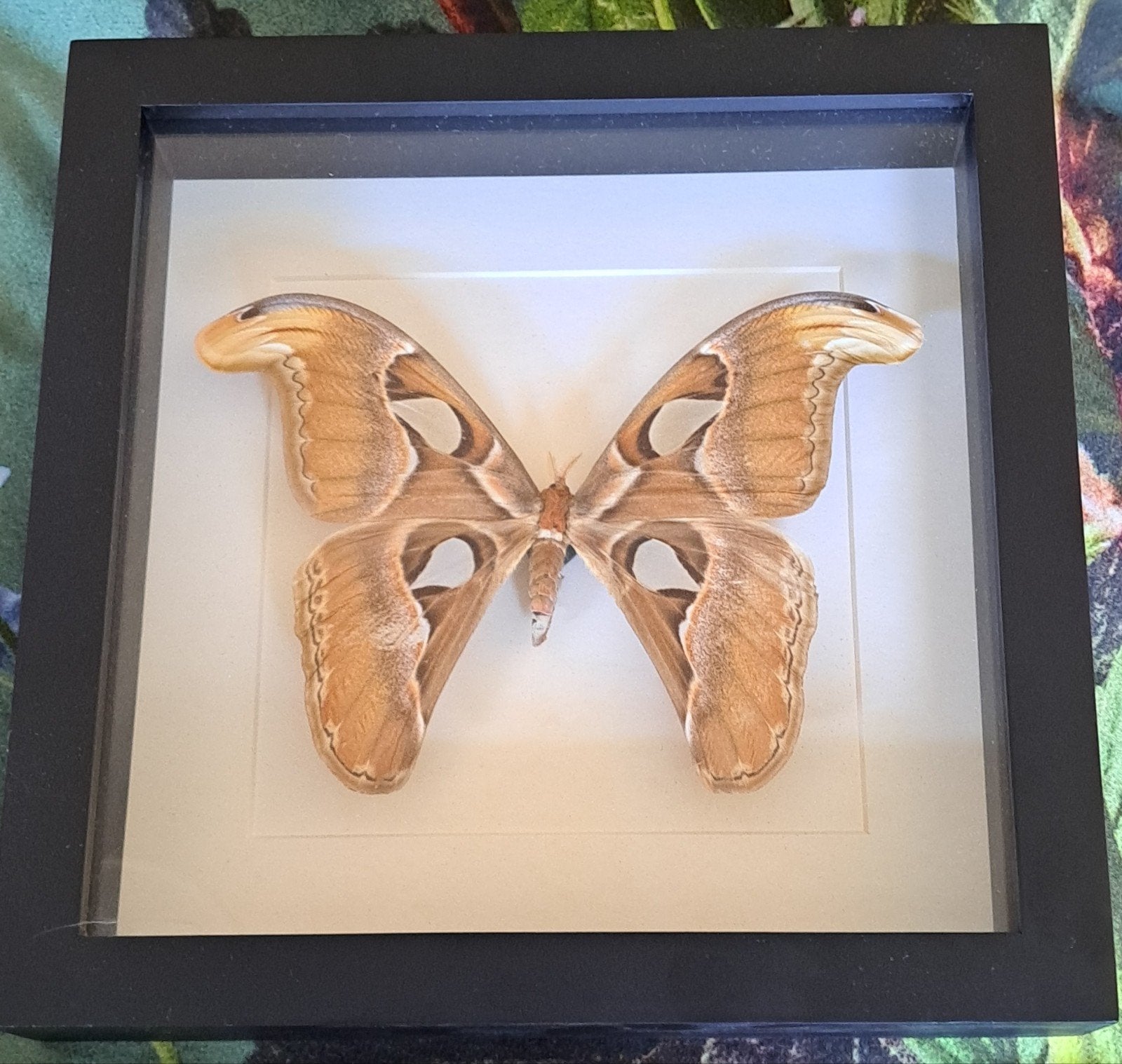 Ingelijste Atlasvlinder (Attacus Atlas) - Taxidermie, Ophalen of Verzenden, Gebruikt