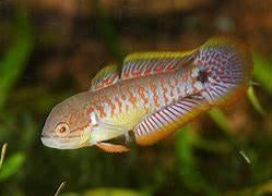 pauwooggoby €5,95, Dieren en Toebehoren, Vissen | Aquariumvissen, Vis, Zoetwatervis