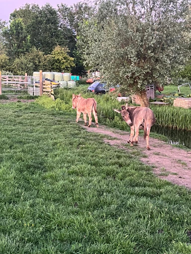 Ezel moeder en zoon, Meerdere dieren, Schaap